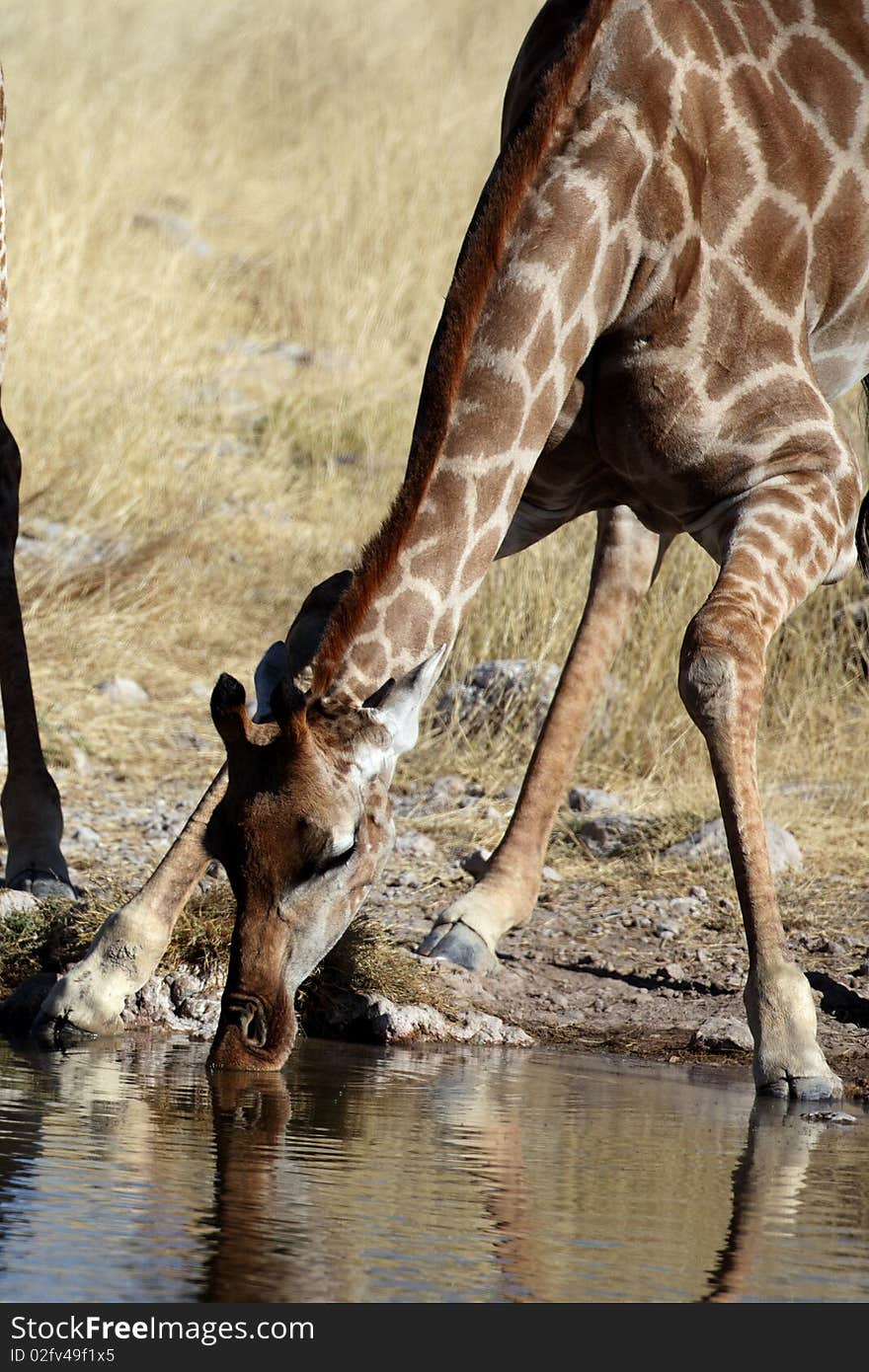 Giraffes by waterhole, Etosha NP, Namibia, Africa. Giraffes by waterhole, Etosha NP, Namibia, Africa