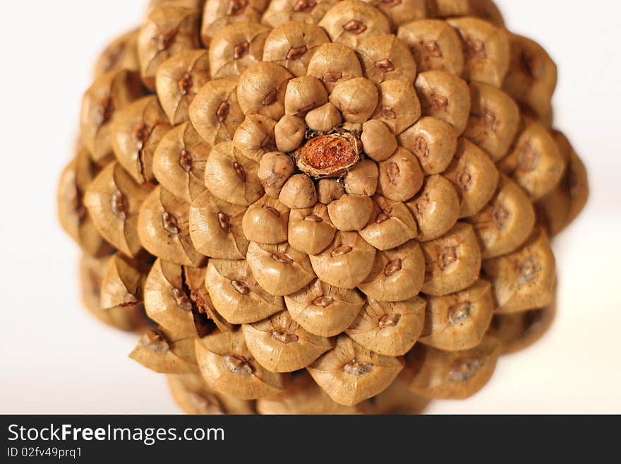 A bottom side of a cone isolated on a white background - closeup picture