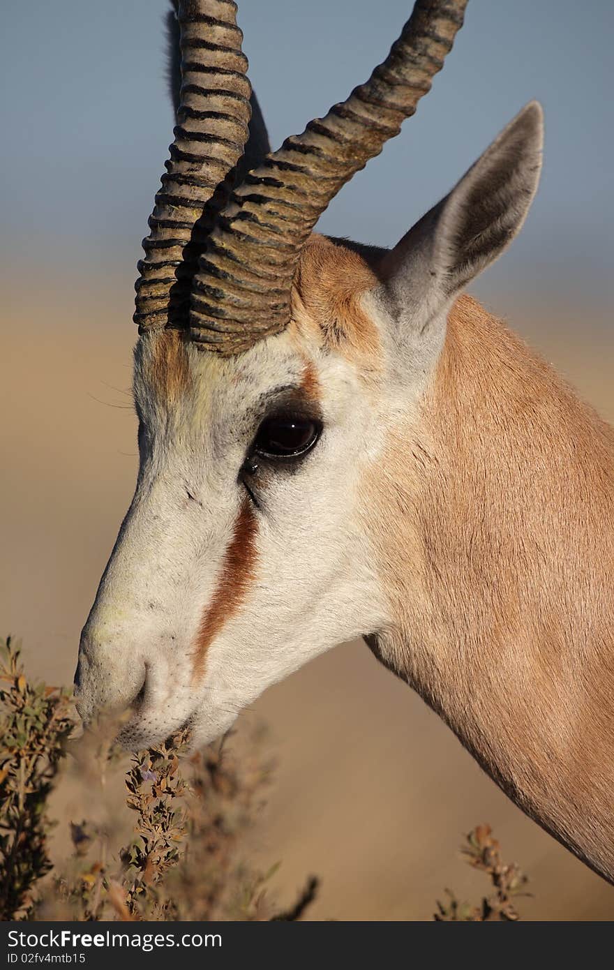 Springbuck or springbok antelope, Etosha NP, Namibia, Africa. Springbuck or springbok antelope, Etosha NP, Namibia, Africa