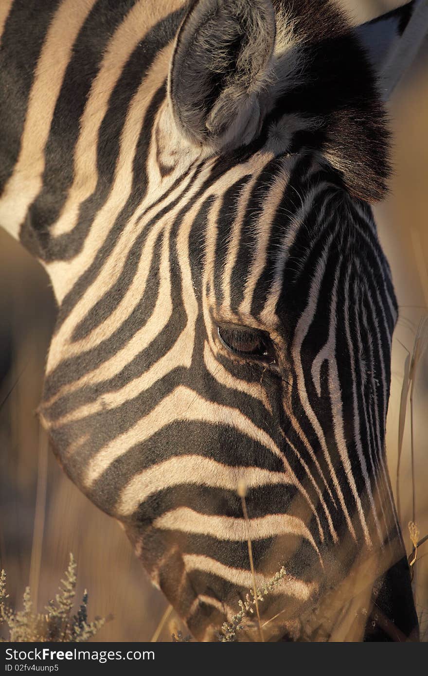 Grazing Zebra Close-up