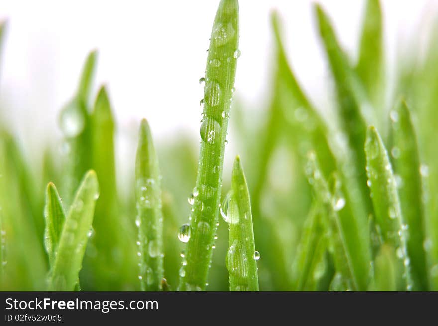 Reaindrops of water on blade of grass