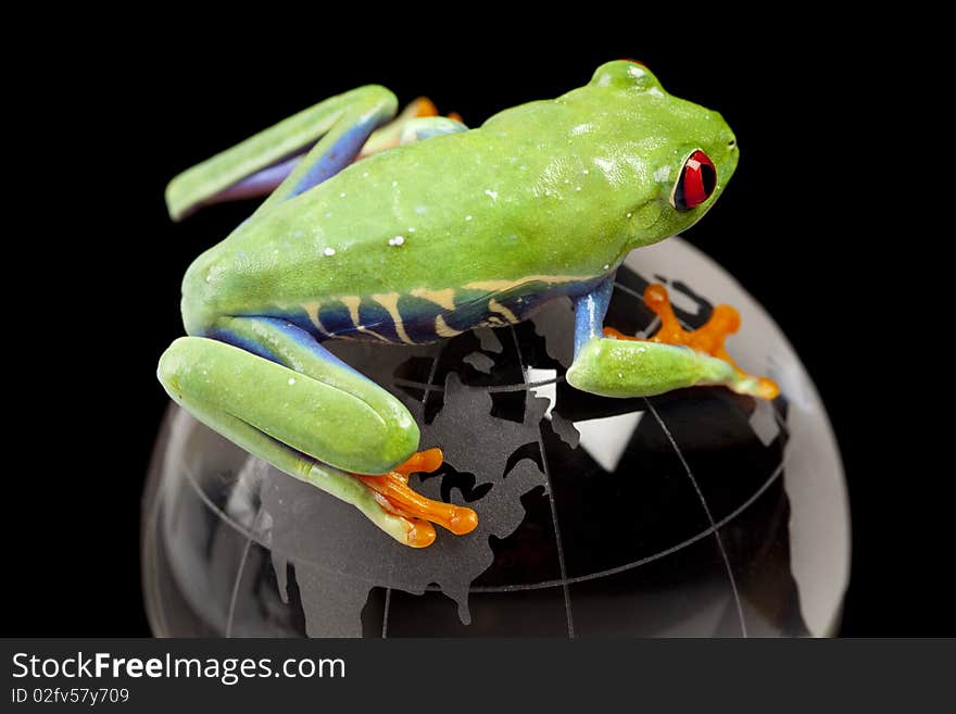 Red eyed tree frog sitting on crystal globe. Red eyed tree frog sitting on crystal globe