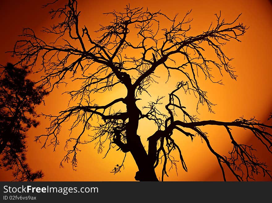 Bare branches of a giant tree in the backlight. Bare branches of a giant tree in the backlight.