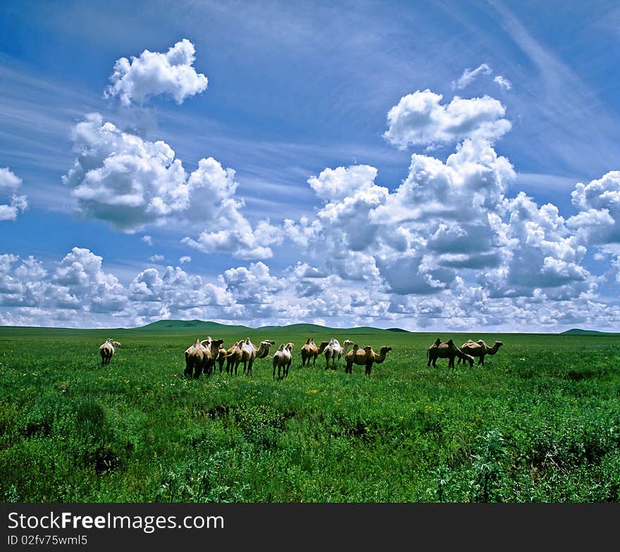 A herd of camels grazing on the meadow. A herd of camels grazing on the meadow.