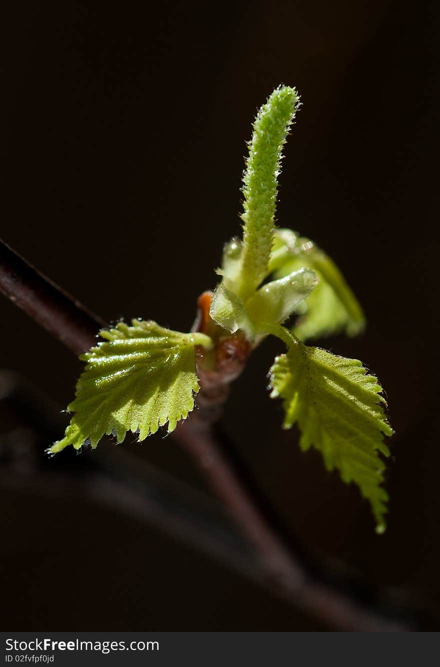 Young birch leaves and catkin, isolated on black. Young birch leaves and catkin, isolated on black