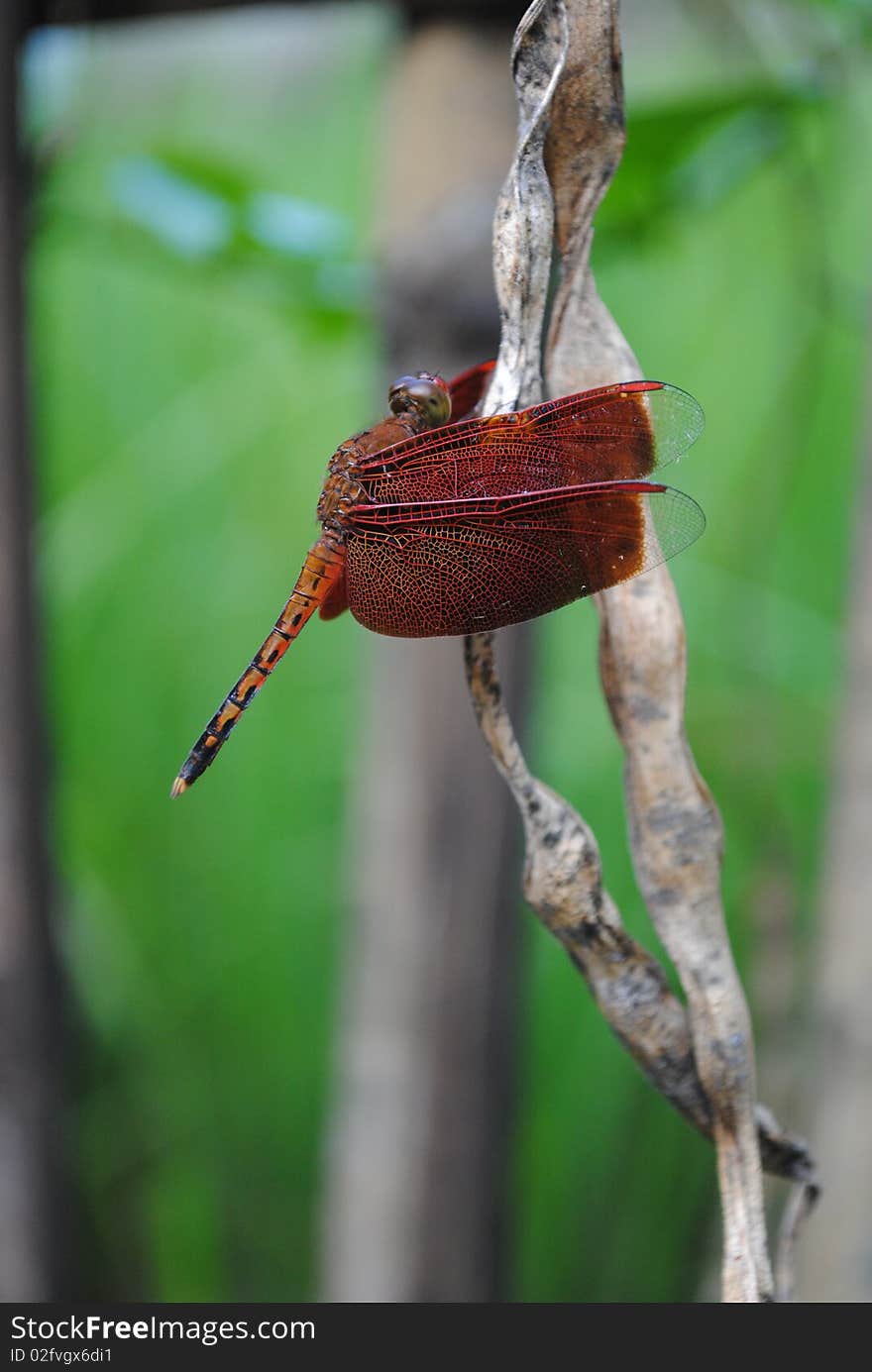 Red Dragonfly