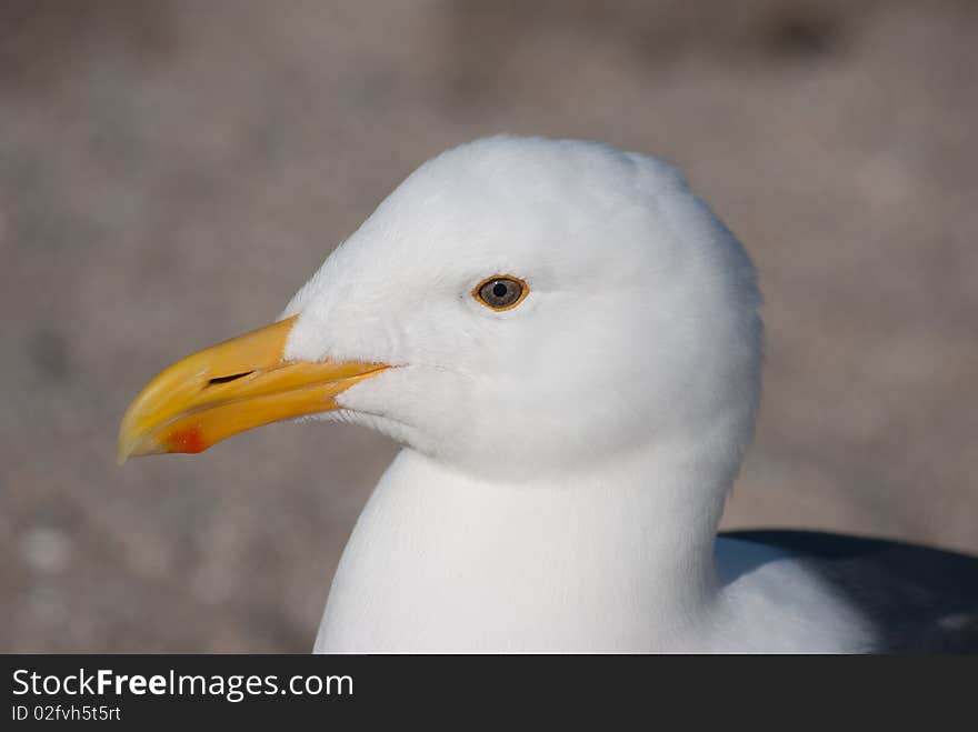 Profile picture of a California Seagull