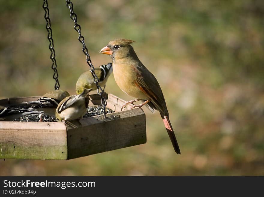 Female cardinal sharing a meal at the feeder with three finches. Female cardinal sharing a meal at the feeder with three finches