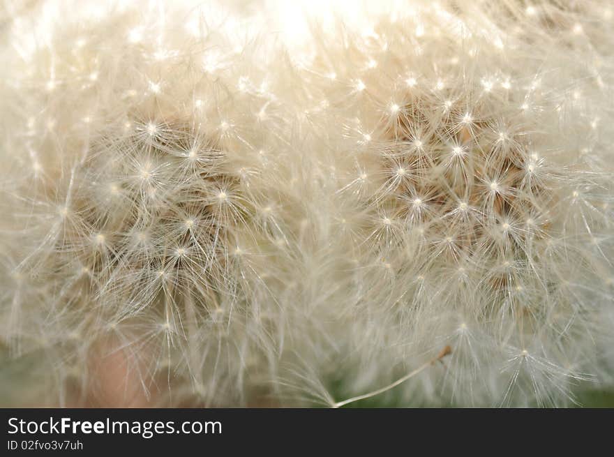 Dandelion