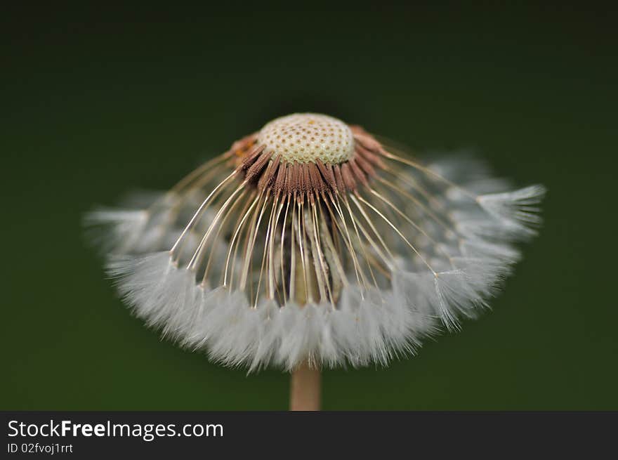 Dandelion