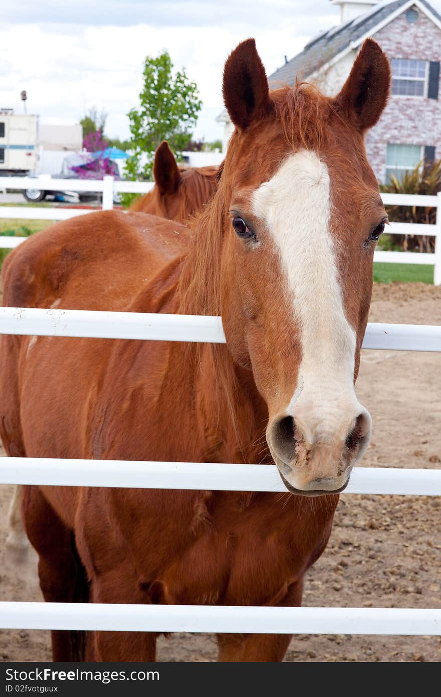 Mustangs at a farm with a brown red horse color and white on their faces. Mustangs at a farm with a brown red horse color and white on their faces.