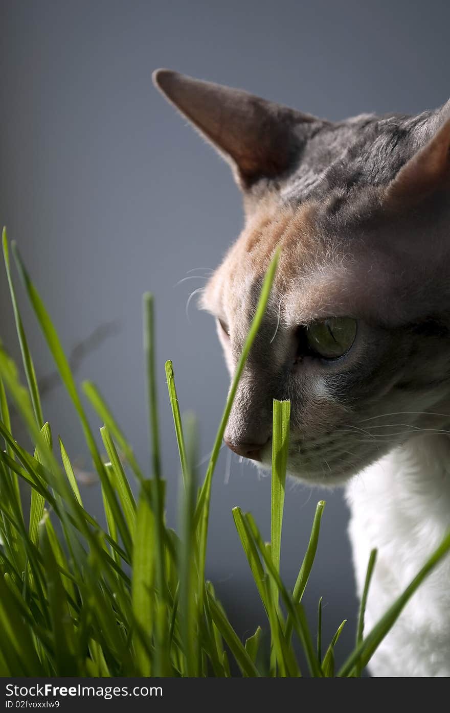 A Cornish Rex cat eating grass. A Cornish Rex cat eating grass