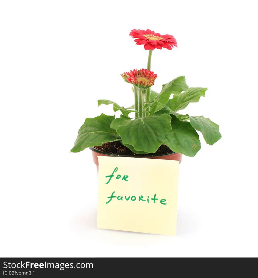 Gerbera in a pot with the inscription (for favorite)