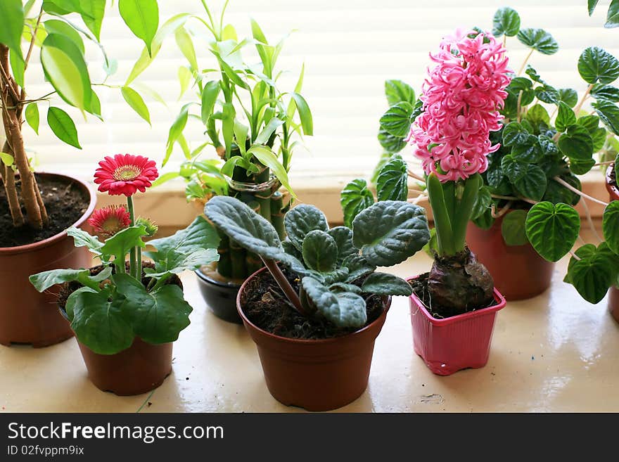 An image of nice flowers on the sill