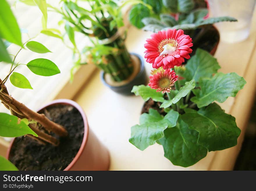 An image of nice plants on the sill