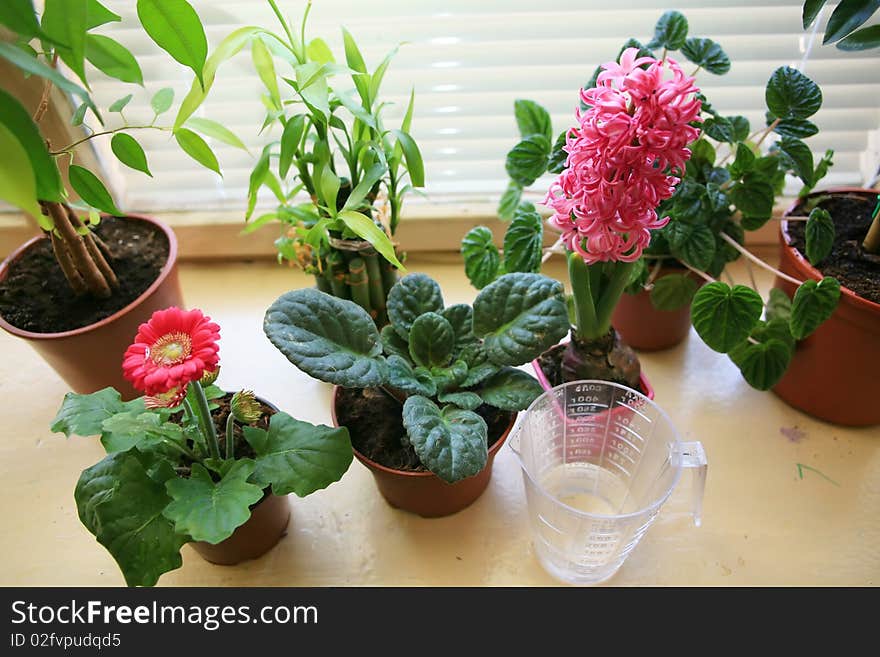 An image of nice flowers on the sill