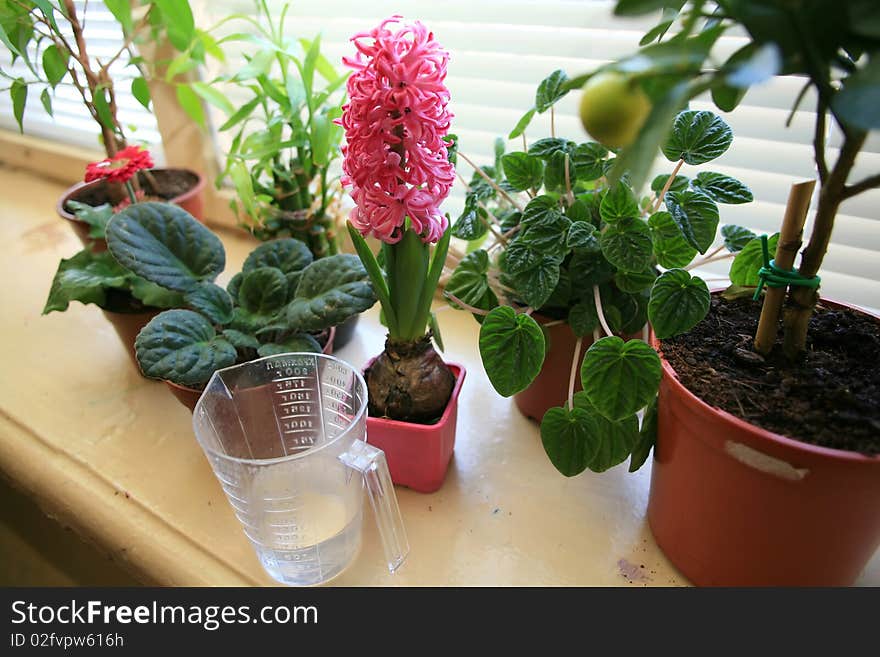 An image of nice flowers on the sill