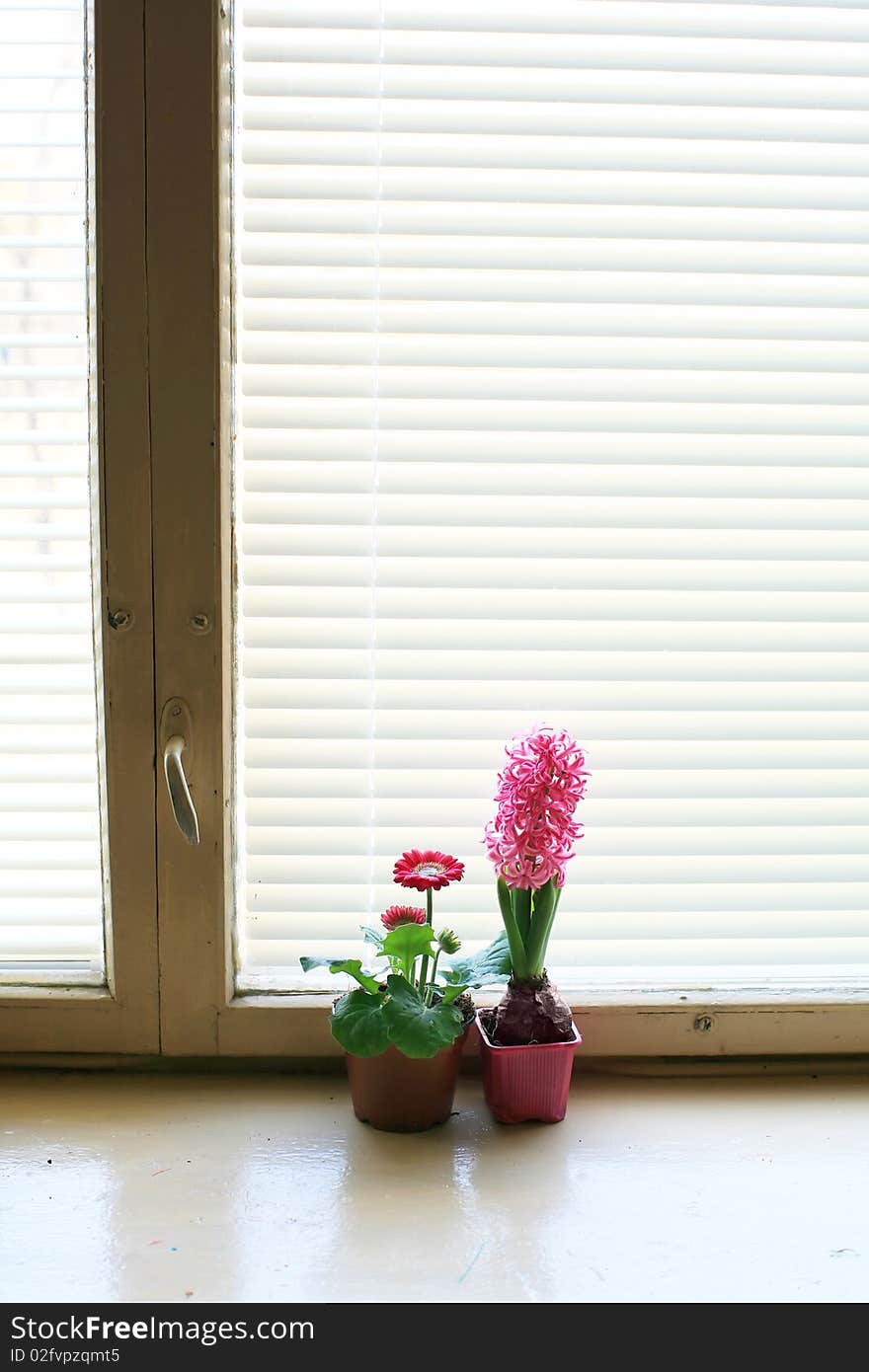 An image of two flowers in the pots