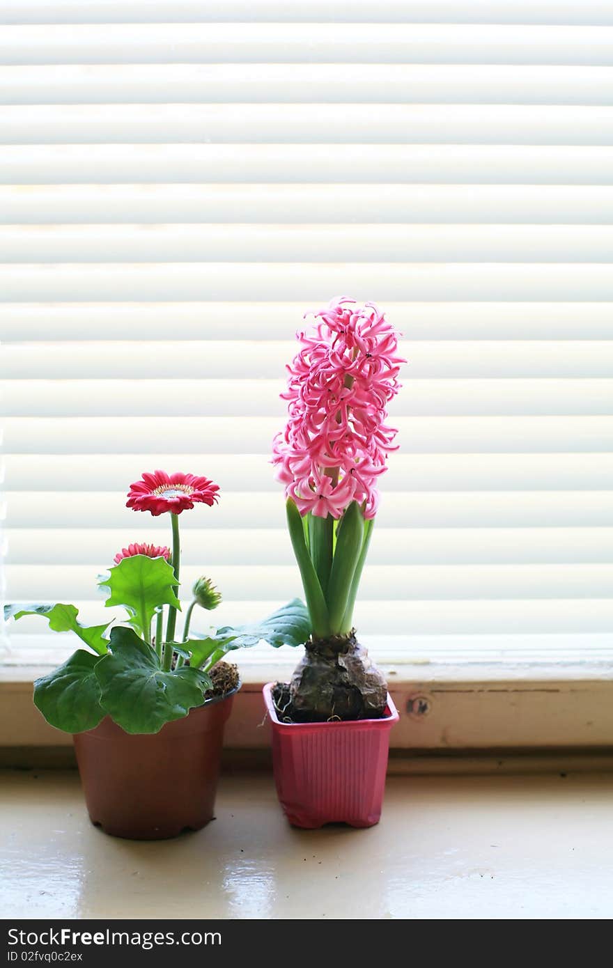 An image of two flowers in the pots