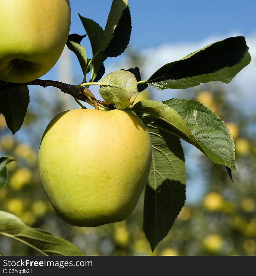 An image of yellow apples on the tree