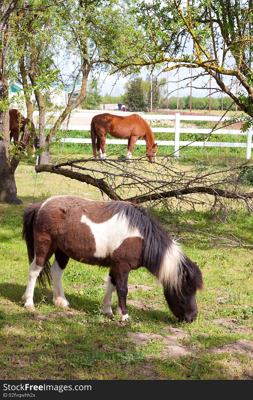 A very rare mini dwarf horse in a pasture at a farm. A very rare mini dwarf horse in a pasture at a farm.