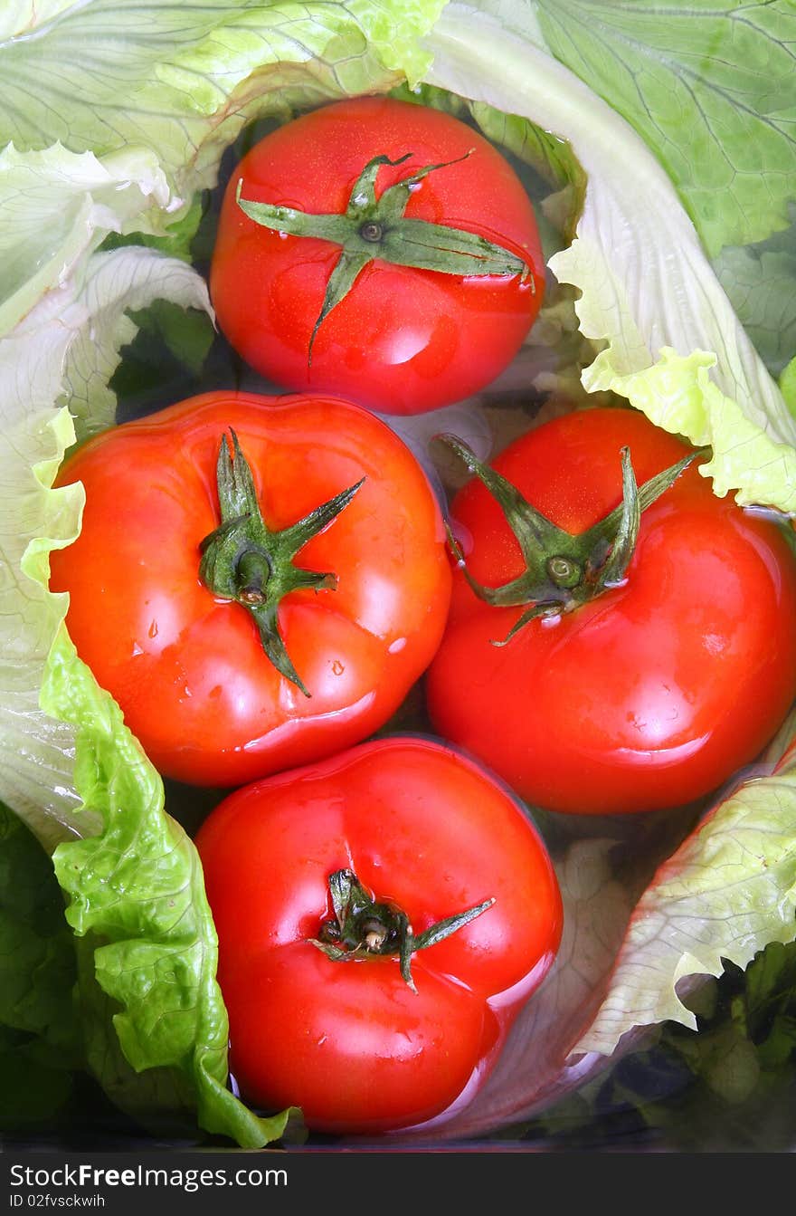 Tomatoes And Lettuces