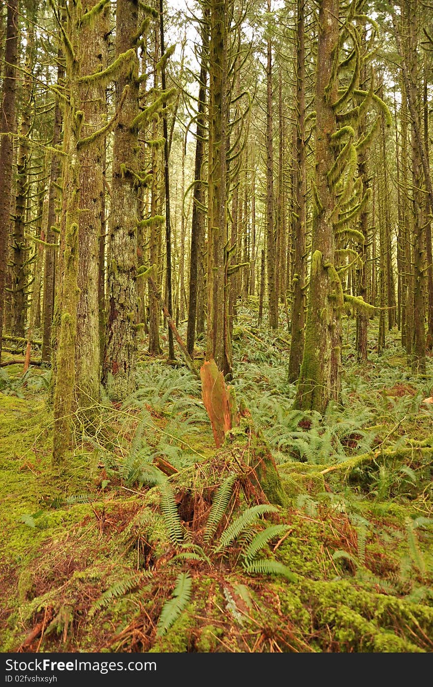 Thick moss growing on trees in forest. Thick moss growing on trees in forest