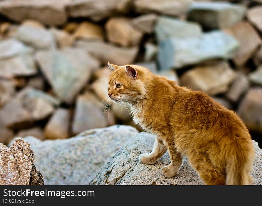 Red cat on the rocks