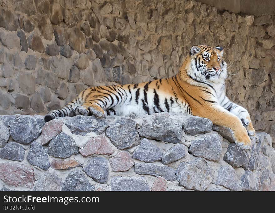 Tiger on the stones in zoo