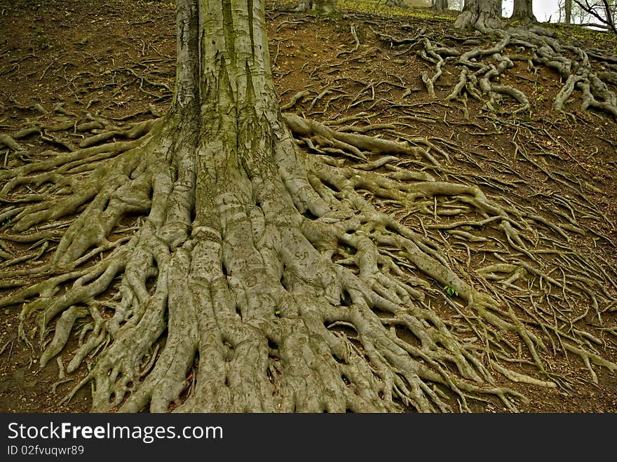 Large tree roots in park