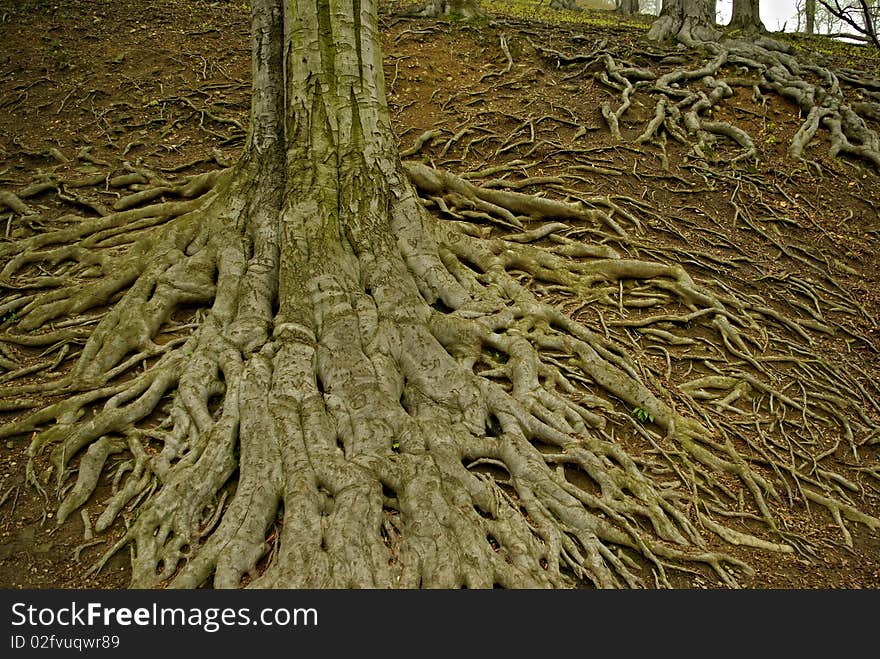 Large tree roots I