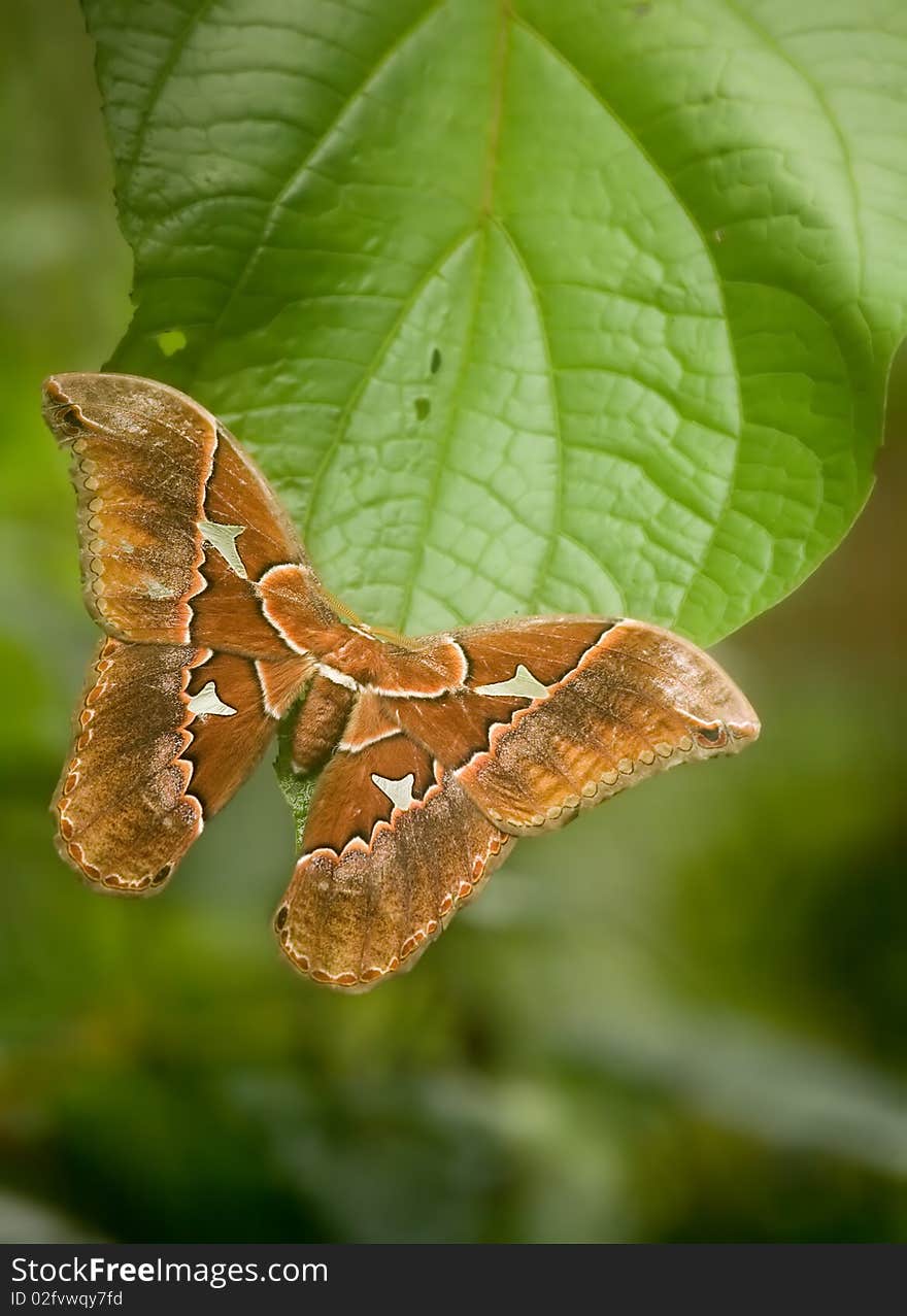 Silkmoth