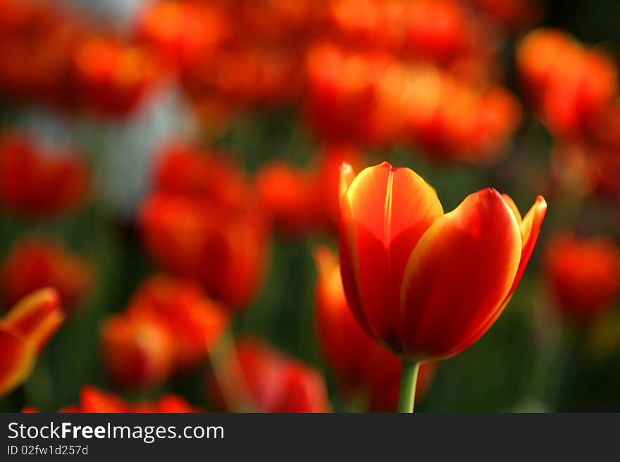 Red tulip