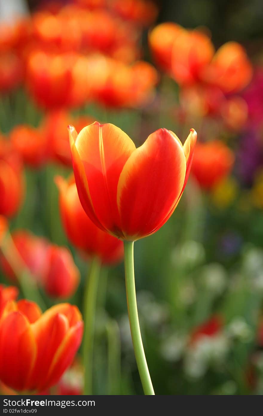 Red tulip