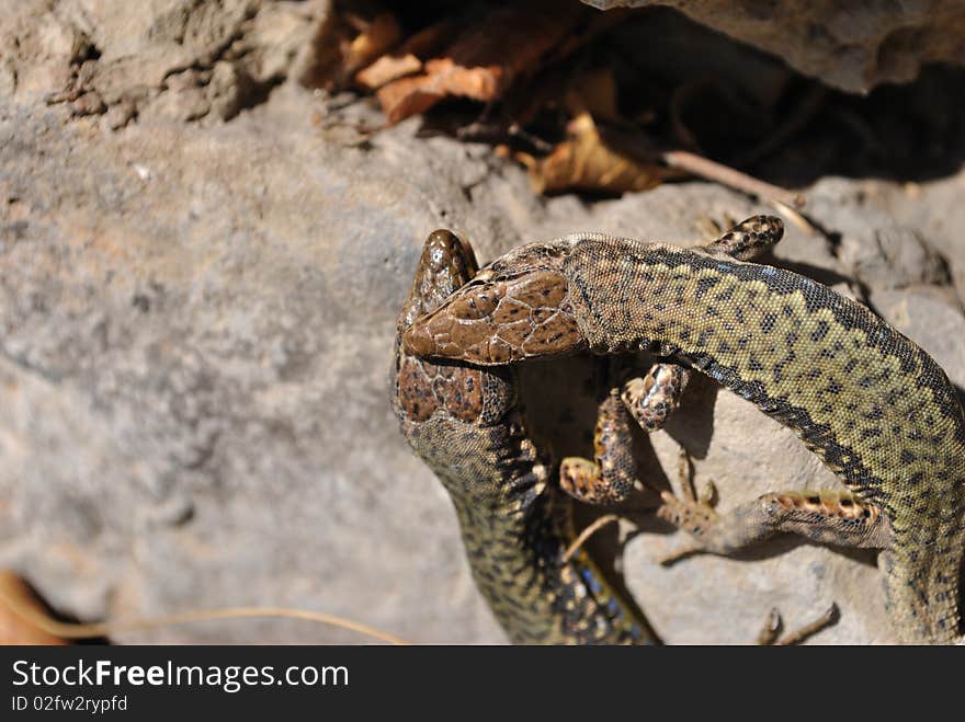 Bite Of Lizard