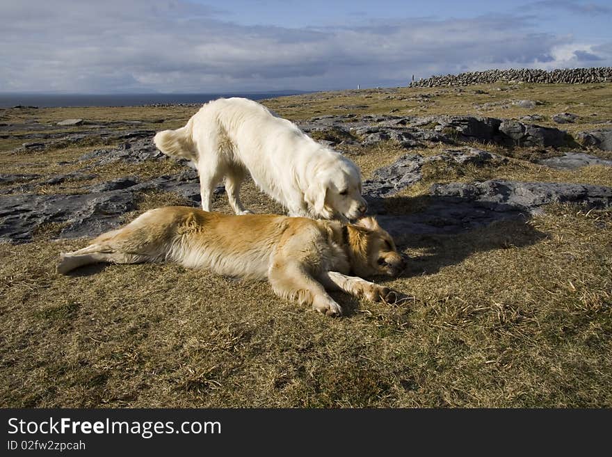 Two golden retrievers playing on a stone coast of Atlantic Ocean. Two golden retrievers playing on a stone coast of Atlantic Ocean