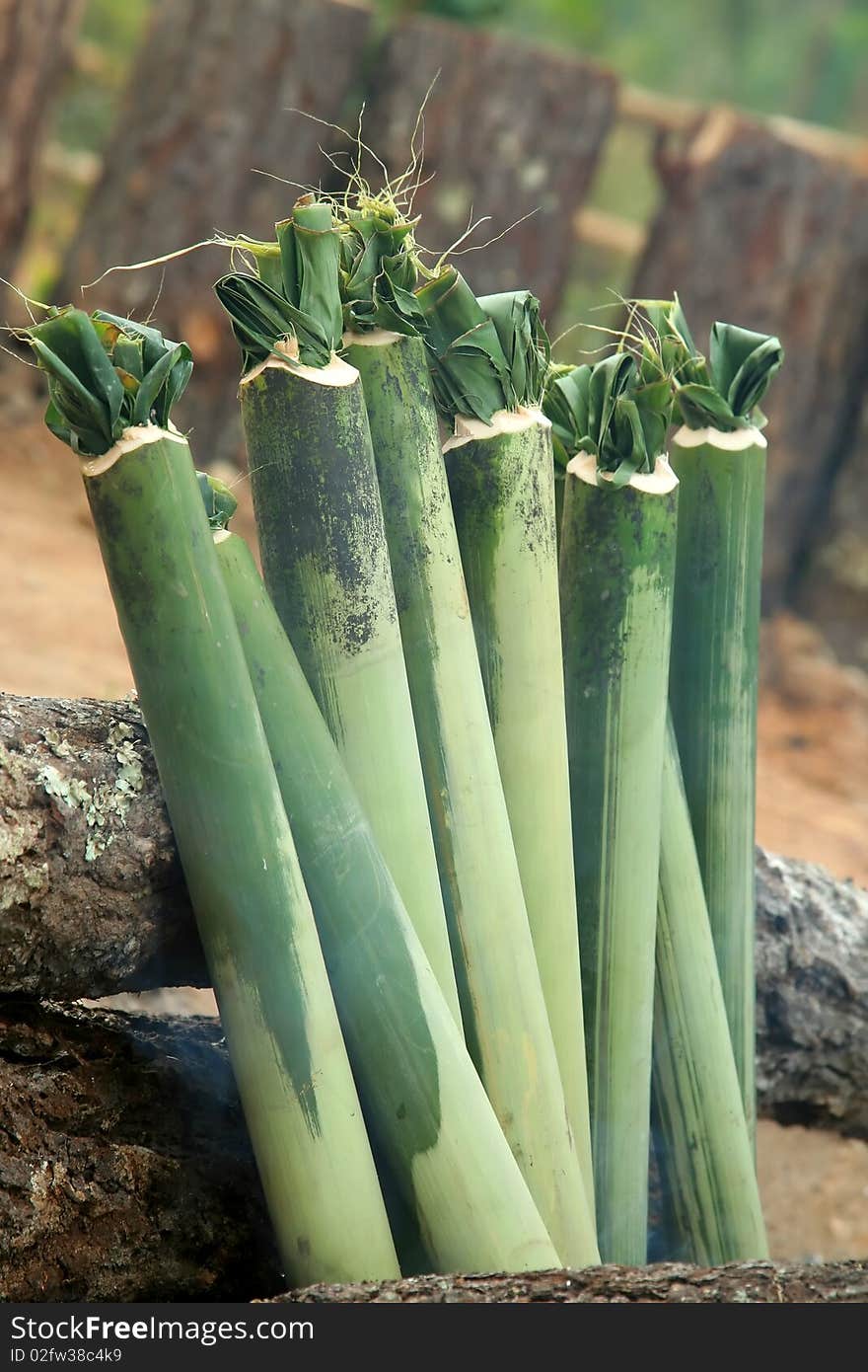 Bamboo Cookded Rice