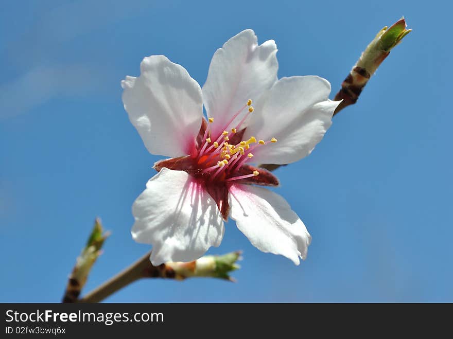 Spring flowers