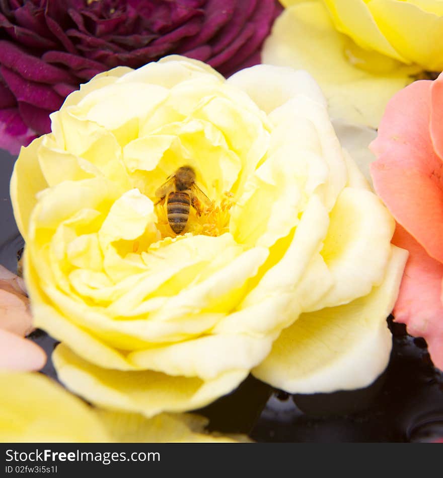 Beautiful roses - top view with a bee, close up. Beautiful roses - top view with a bee, close up