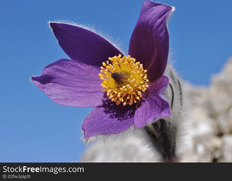 Mountain Flower