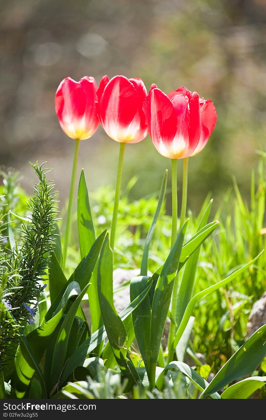 Three Red Tuplips in the Sunshine. Three Red Tuplips in the Sunshine