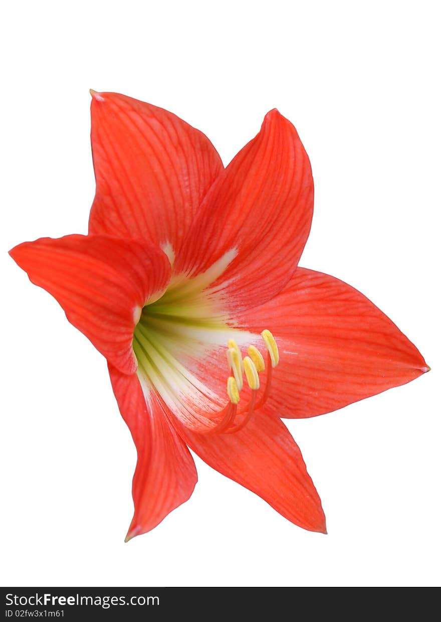 A beautiful red lily isolated on white