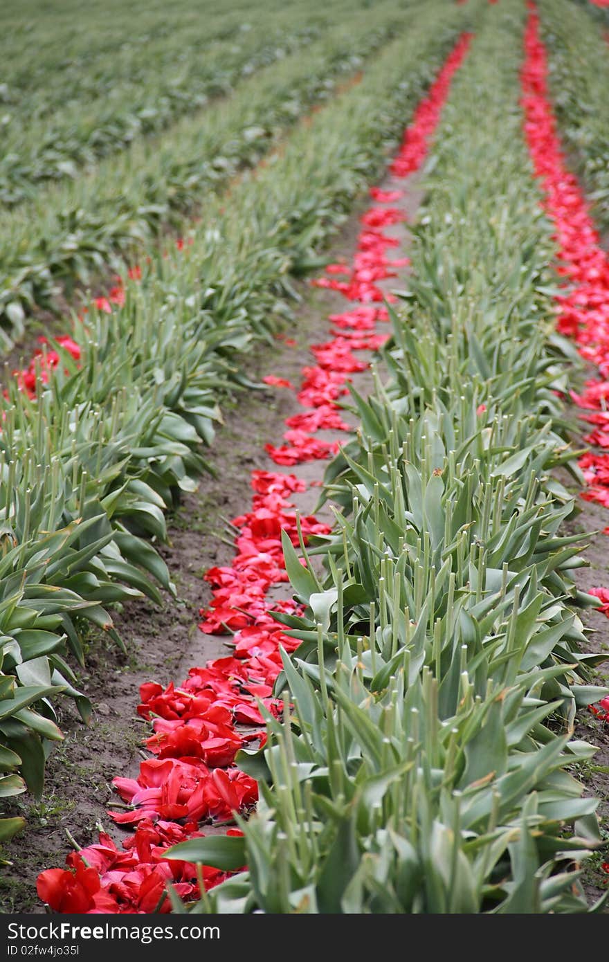 Tulip Harvest