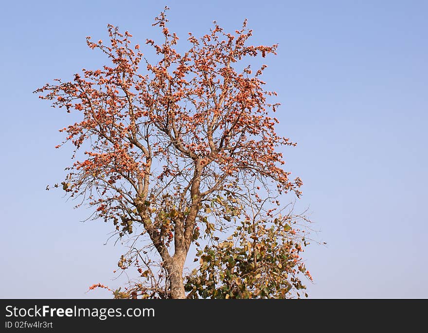 Flame of forest tree