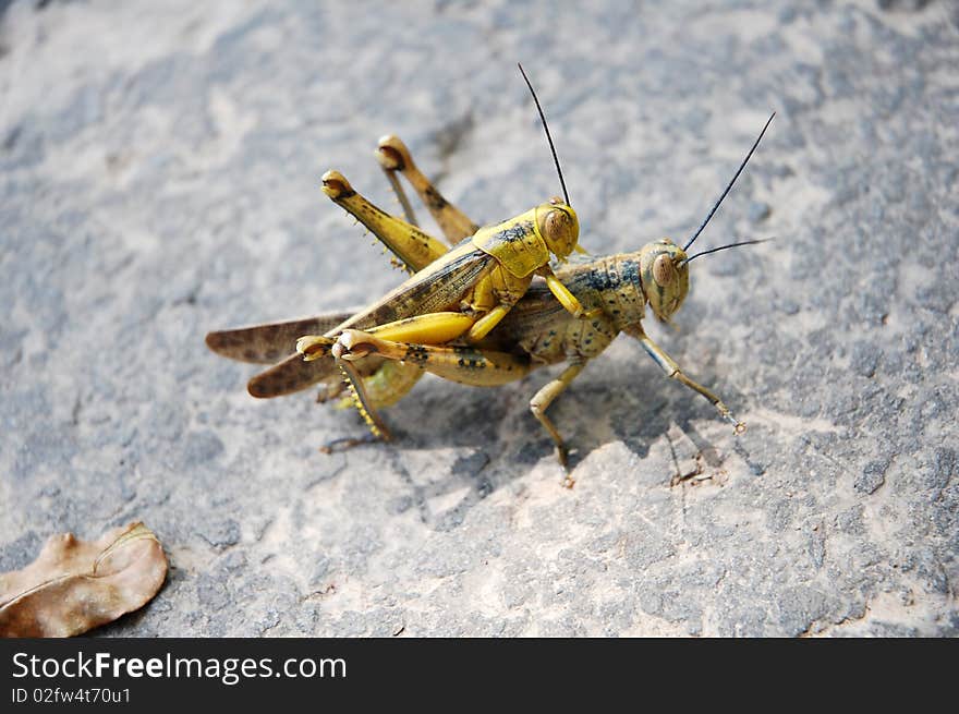 A pair of grasshopper on the floor