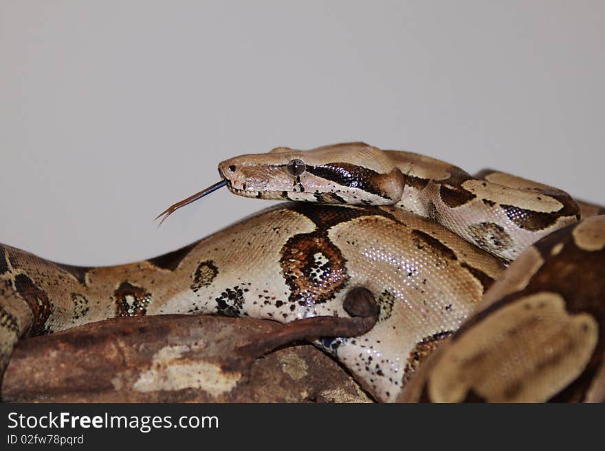 Red-tailed Boa Constrictor flicking her tongue. Red-tailed Boa Constrictor flicking her tongue