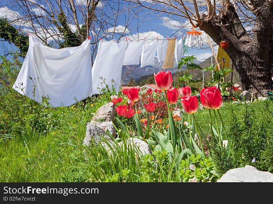 Spring garden with tulips and clean white washing. Spring garden with tulips and clean white washing