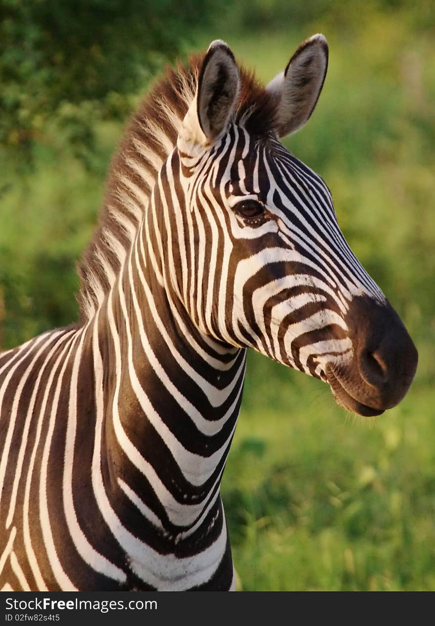 A adult male clean Zebra. A adult male clean Zebra