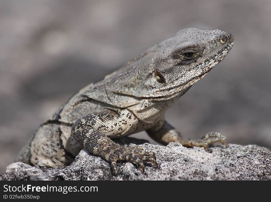 Iguana reptile