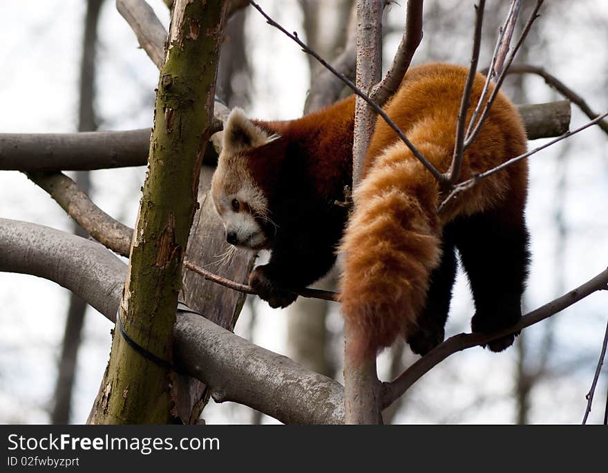 Red panda